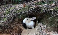 揭秘属兔男说谎的表现:是否属兔男喜欢女人主动一事,细节剖析!