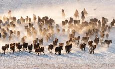 探寻2023年牛年运势最佳的生肖:属兔人士的运势展望!