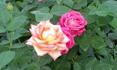 做梦梦到一个鬼小孩,这可能是哪些因素导致的,该如何解读和应对?