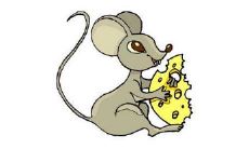 究竟属虎的射手座女生是否花心?而属虎和属鼠的组合是否合适?