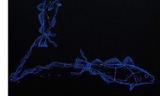 探寻真正的星座:详细介绍88个星座名称及如何测定个人星座