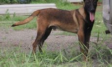 独家收集!全网最全马犬起名字大全,霸气取名绝不重复!