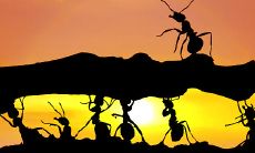 1978年属马的人梦见蚂蚁,这个梦境可能有什么含义?从周公解梦的角度来分析