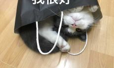 如何让摩羯座男生回心转意:探讨摩羯座和水瓶座的相容性