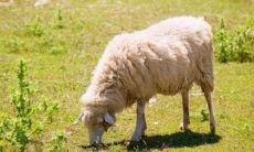 属羊男和属狗女:爱情匹配度分析及相对比较属牛男和属狗女:是否适合在一起的考虑因素探讨