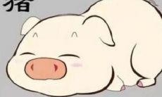 生肖猪的最大幸运之人是谁?- 探讨属猪人终身的贵人归属