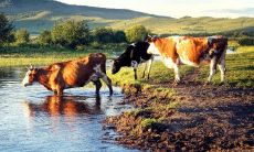 什么日期在2023年适合出生,有哪个月份适合属牛,哪个月份适合女性属虎?