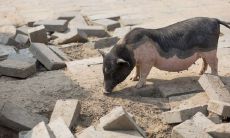 今日各生肖运势预报:针对71年属猪人的独具特色的猪运势指南