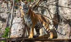 2023虎年运势:探究1974年出生的属虎男在财运方面将迎来怎样的运程