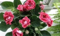 与沈阳长白转运堂的姜师傅一起思考:双鱼座和双子座之间的智商究竟谁更高呢?