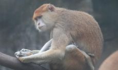 2004年出生的人属猴,其生肖屬相为何?(What is the Chinese zodiac sign for people born in 2004 who belong to the monkey zodiac sign?)