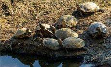 周公解梦:如果梦见失财,是否需要在本命年系红绳来化解?