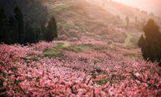 什么是招惹桃花运?如何避免招惹桃花运?