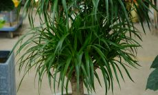 关于西北角缺角的风水化解方法以及应该放什么来招旺财的建议