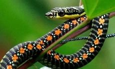 孕妇家中出现蛇是不祥之兆还是好兆头?- 揭秘孕妇家中出现蛇的真正暗示