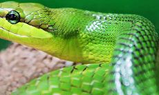 十二月份属蛇人的运势:你将会面临怎样的挑战与机遇?