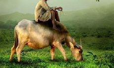 在牛年本命年时考研,是否会因为牛的本命年带来好运呢?