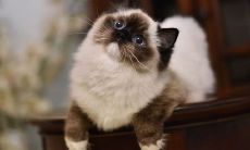 男性做梦被猫攻击并反击,这是否预示着某种特定的征兆?