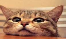 深夜梦见三只猫的意义与象征:探讨梦中猫的象征意义和可能代表的潜在涵义