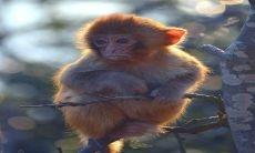 重温十二生肖的历史背景及其各自象征的意义