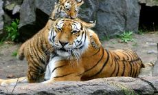 哪一年出生的人属于生肖虎?(Which Year Bears the Zodiac Sign of the Tiger?)