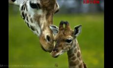 如何化解十二地支相冲相刑的影响:图解相冲相合的方法与技巧