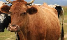 探究1986属虎女及2023属牛女的财运情况