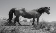 78年生属马女,拥有一生最强助力的贵人属相