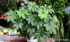 如何在卧室中安置鸭脚木以获得良好的床位风水及方向布置建议?