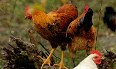 属鸡人命运最为不利的出生月份是哪个?(哪个月份的属鸡人命运最苦难)