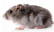 女性如何应对梦见房间里乱跑老鼠的情况