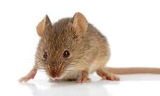 属鼠的人幸运数字是多少?84年属鼠的人数字几吉利?