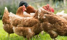 属于1993年鸡的人的婚姻状况一世纪以来的观察