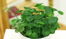 哪些法器能够轻易地蒙骗属蛇人(属蛇人的脆弱点在哪里)?