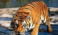 生肖属虎的年份表:想要知道哪些年是属虎的?赶快来看看!