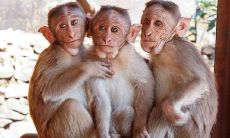 2023属猴人感情历程曲折多舛,面临一系列情感困境和挑战