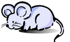 如何选择与属鼠最佳配合的属象婚姻?寻找最理想的属鼠婚姻搭配建议!