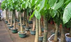 有效避免招财树枯萎的养护技巧与保养方法,不可不知的招财树养护大忌