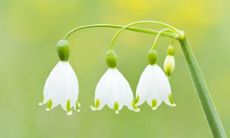 探寻九华山寻求姻缘最神秘、最有效的寺庙神坛