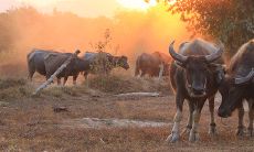 属牛的人,是否适合在亥时出生?(Is it advisable for those born in the year of the Ox to be born during the hour of the Pig?)