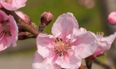 探寻最快速催动道教桃花姻缘之法——获得婚姻幸福的不二法门:道教灵符!