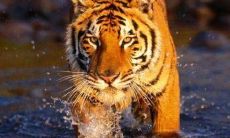 2023年生肖猪的天蝎座将会迎来双重喜庆之事