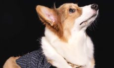 揭秘94年属狗女一生运势,今天究竟会有怎样的转机?