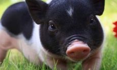 完整对照表:12生肖属性十二生肖亥,详细解析每个生肖的十二个属性特点!