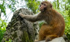 属猴人在本月的运势如何?