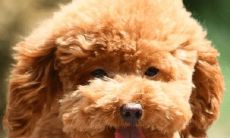 一个详细的贾姓孩子宠物起名大全,包含多种可爱的宠物名字建议