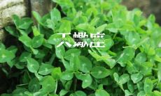 探秘双子座的恐怖潜力:揭开这个星座最可怕的面纱