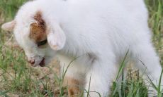 1991年出生属羊人的感情运势和哪个月份出生的人最艰难?