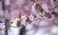 探究家庭风水布局与易经八卦卦象之间的关系:如何提升家中桃花运?