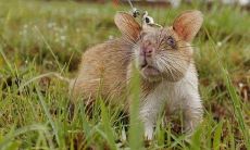 女性在梦中见到巨大老鼠的象征意义(the symbolic meaning of dream sightings of gigantic rats for women)